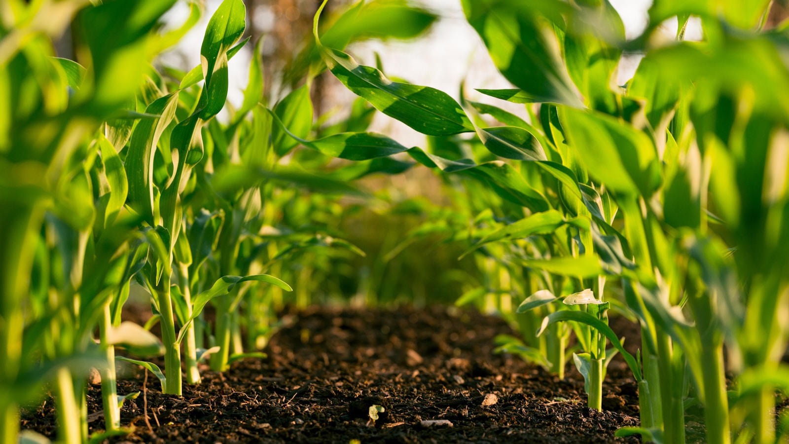 Pancore Agribusiness