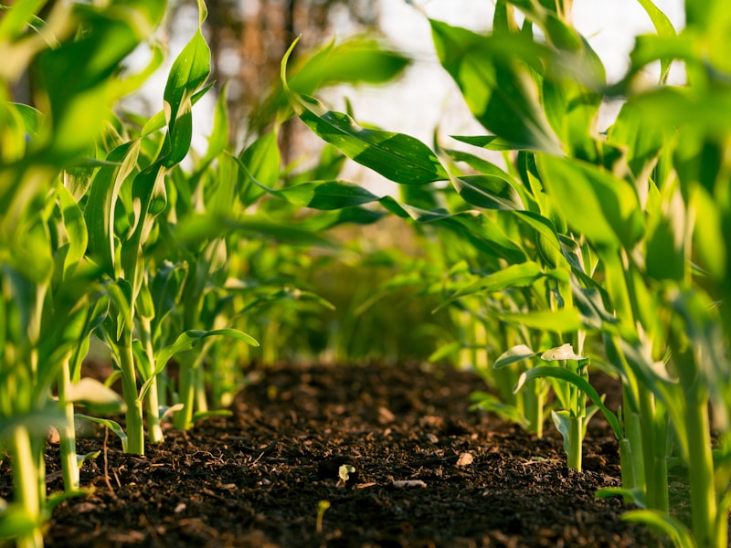 Pancore Agricultural Operations