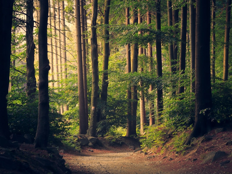 Environmental Stewardship